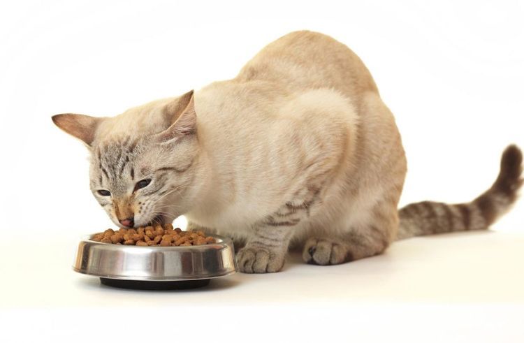 Навіщо годувати кішок похилого віку сухим кормом Royal Canin?